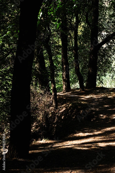 Obraz trees in the forest