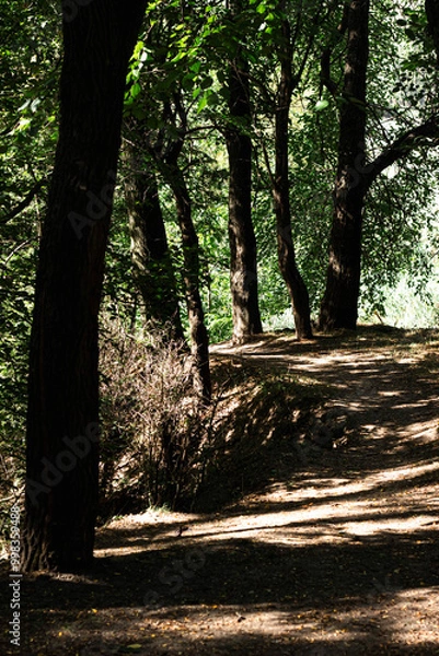 Obraz forest in autumn