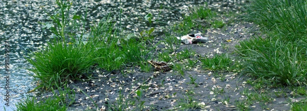 Obraz frog on the grass