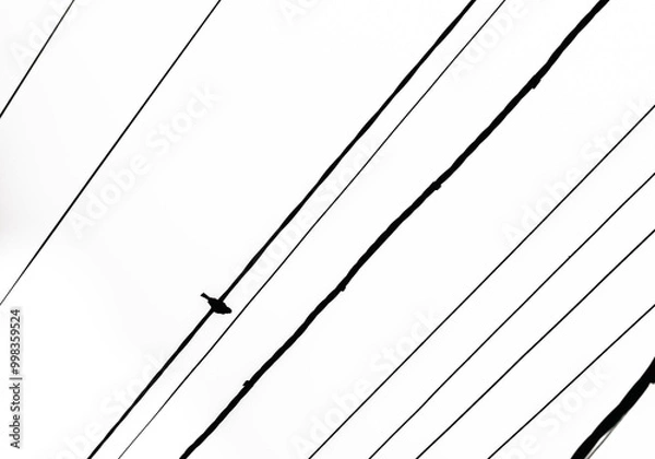 Fototapeta background with power lines and bird