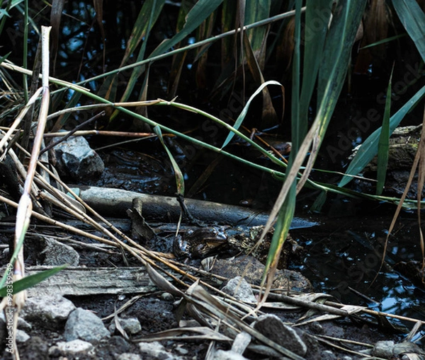 Fototapeta frog in the water