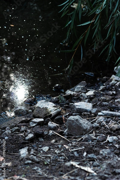 Obraz river in the forest