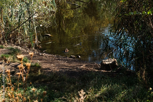 Obraz duck in the woods