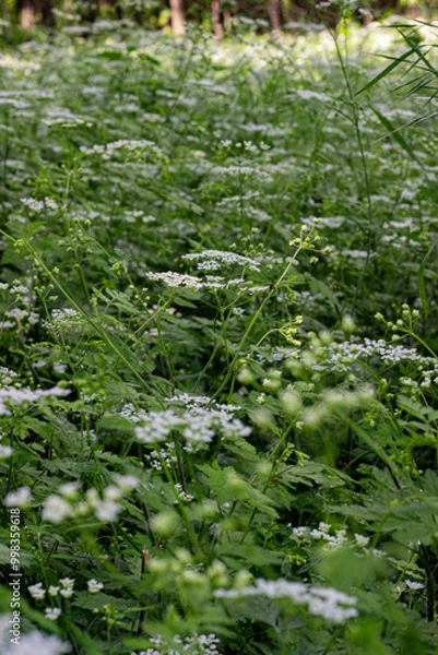 Obraz green moss in the forest