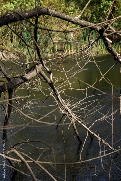 Obraz tree in the water