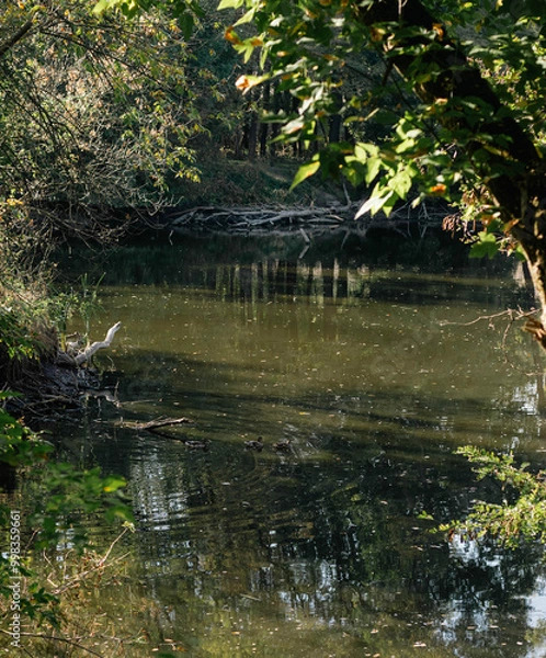 Obraz pond in the park