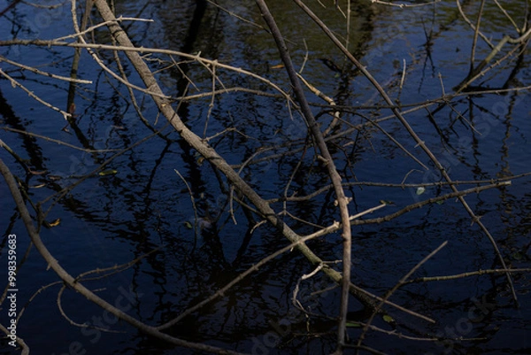Obraz tree in the water