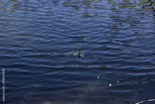 Fototapeta leaves water