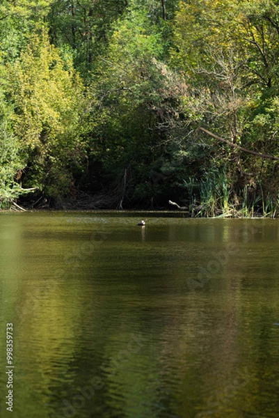 Obraz lake in the forest
