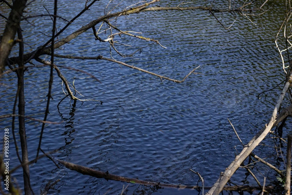 Fototapeta tree in the water