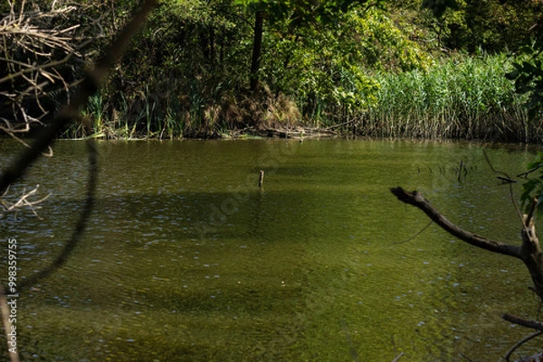 Obraz lake in the park