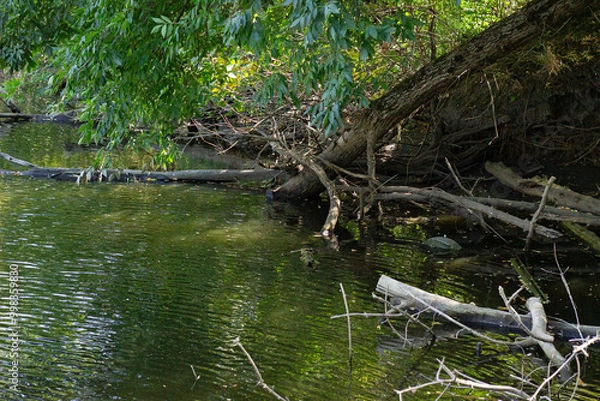 Obraz river in the forest