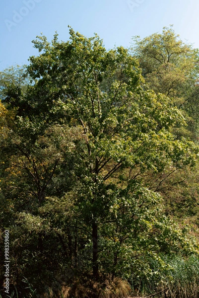 Fototapeta trees in the forest