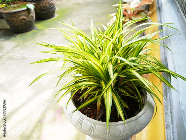 Obraz Variegatum green leaf .