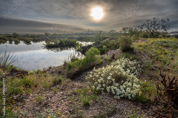 Fototapeta The morning sun illuminates the wildflowers and local pond, part of the Odessa Mountain Bike Park with bushes and houses in the background under hazy sky, Permian Basin, Odessa, Texas