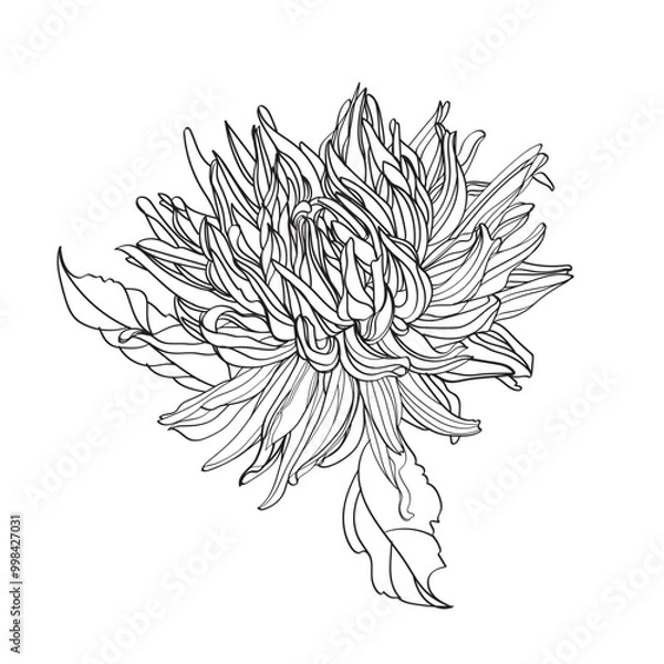 Fototapeta dahlia_4.eps