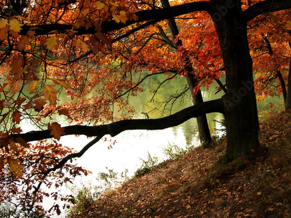 Fototapeta autumn forest