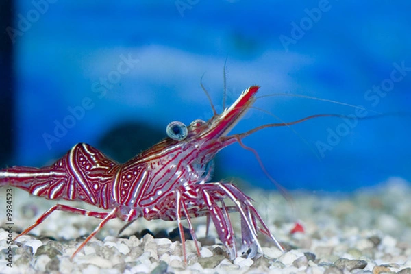 Obraz Rhynchocinetes durbanensis im Meerwasseraquarium