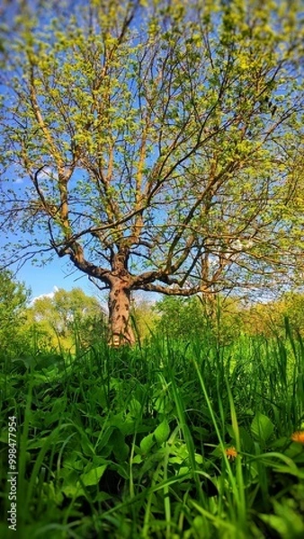 Obraz tree in the park