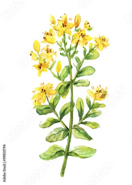 Obraz Tutsan watercolor drawing. St. John's wort branch. Hand drawn he