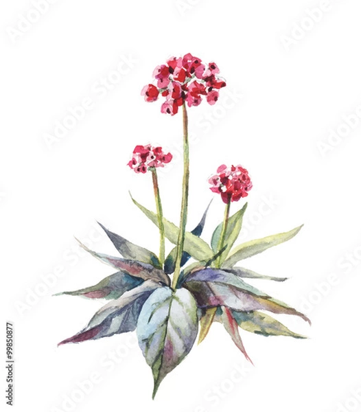 Obraz vector ginseng watercolor