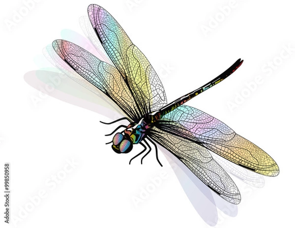 Obraz Wektor Dragonfly izolowany i kolorowy. EPS 10