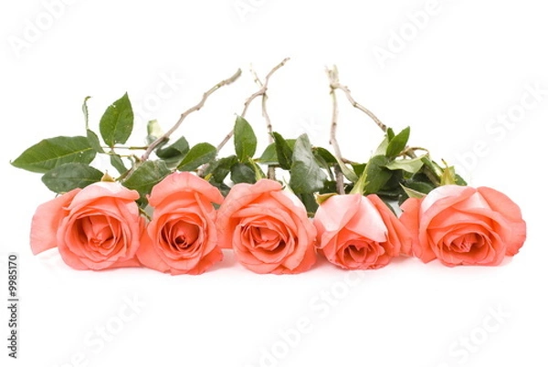 Fototapeta Five pink roses on white background .