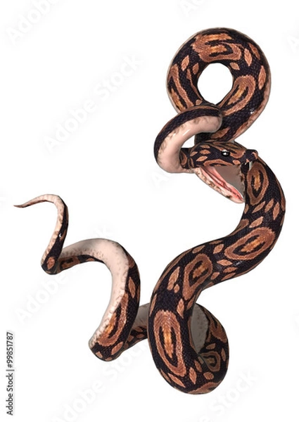 Fototapeta Ball Python on White