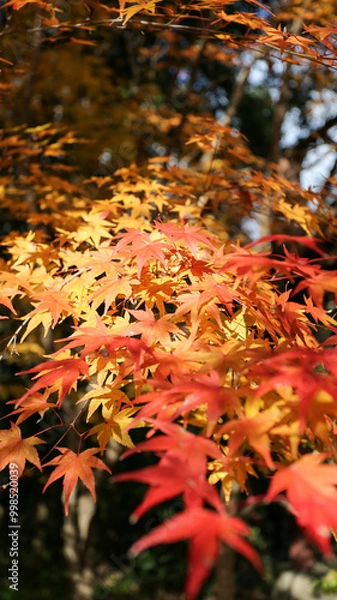 Obraz モミジの紅葉