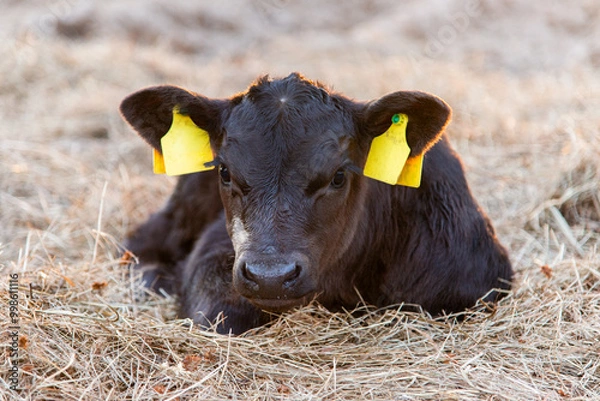 Fototapeta Black angus calf portrait laying in hay straw