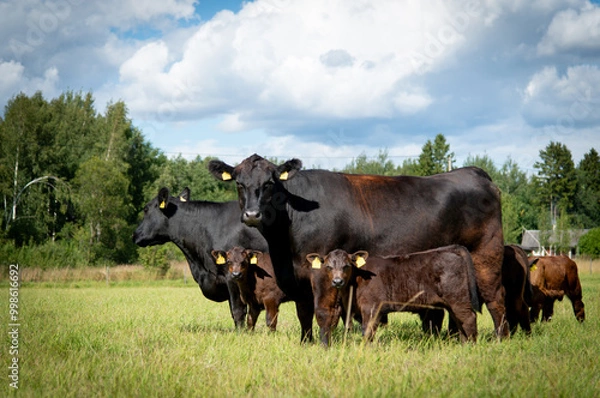 Fototapeta Black angus cows and calves on grassland