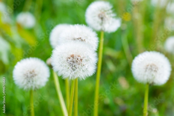 Obraz White dandelion flowers on green grass meadow