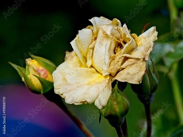 Obraz Wilted rose at the end of the season