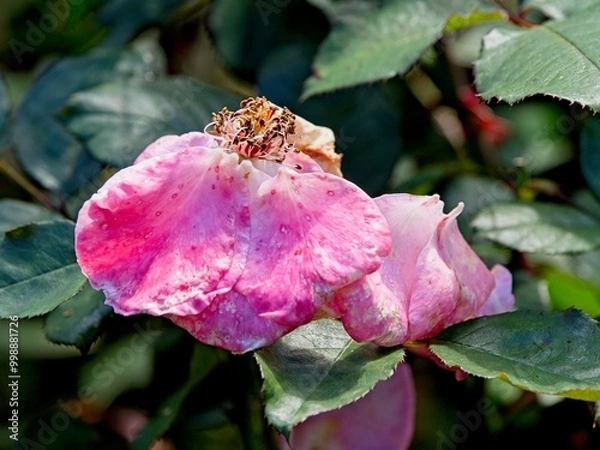 Obraz Wilted rose at the end of the season