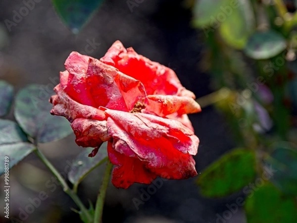 Obraz Wilted rose at the end of the season