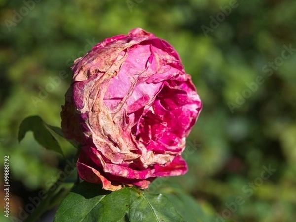 Obraz Wilted rose at the end of the season