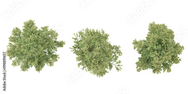 Fototapeta Birch Trees collection with realistic style from top view