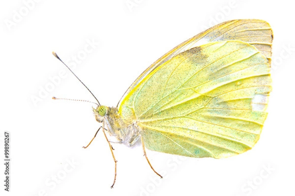Obraz Light yellow butterfly on a white background