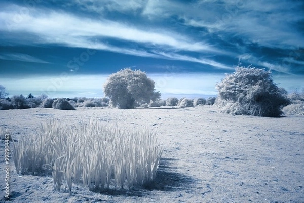 Obraz infrared photography