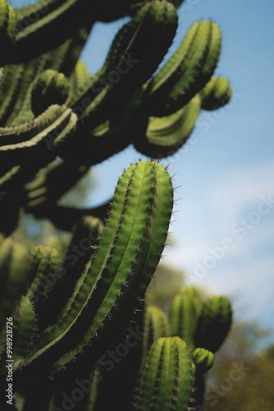 Obraz Cactus 