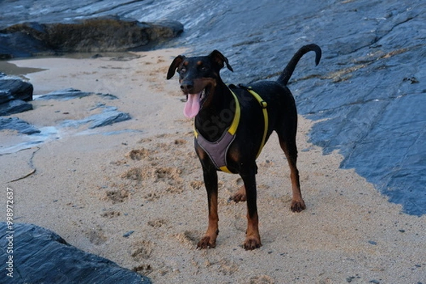 Fototapeta Doberman at Harlyn Bay just before sunset late September Cornwall UK