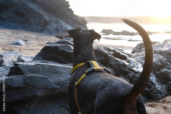 Obraz Doberman at Harlyn Bay just before sunset late September Cornwall UK