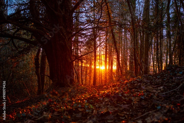 Obraz Sunset Forest