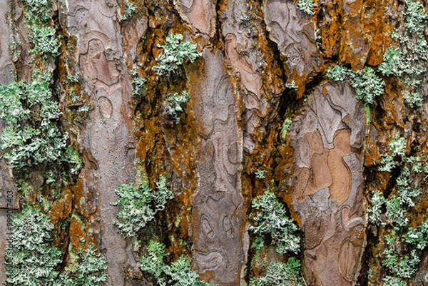 Fototapeta Wet moss-covered tree bark, textured and vibrant, perfect for nature-themed. background