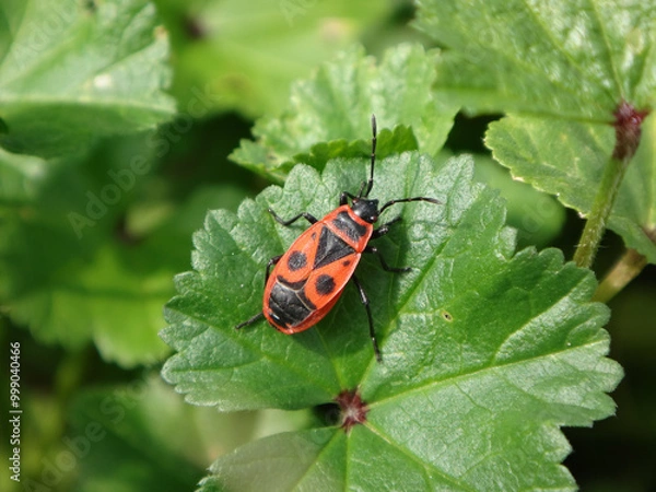Fototapeta Firebug (Pyrrhocoris apterus) walking on geranium leaves