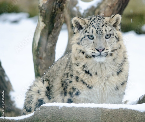 Obraz snow leopard in winter