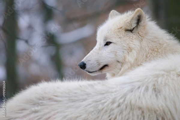 Obraz arctic Wolf in a winter forest
