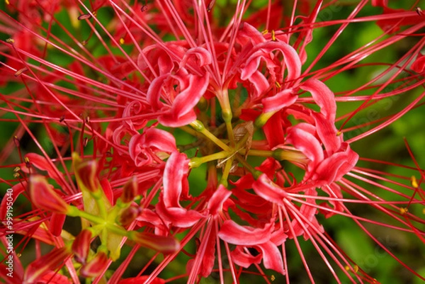 Fototapeta 妖艶な赤い彼岸花