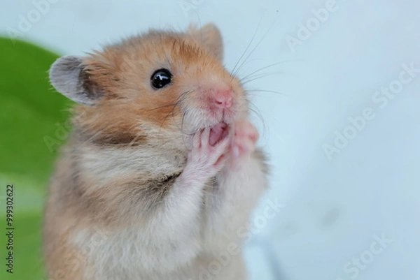 Fototapeta The cute and adorable face of a Campbell dwarf hamster. This rodent has the scientific name Phodopus campbelli.