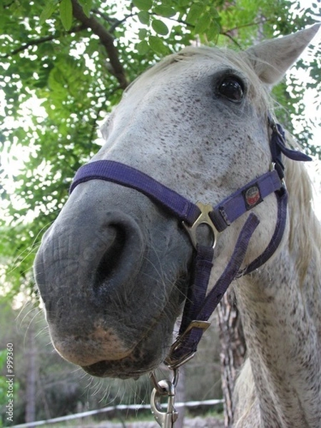 Obraz ma petite jument